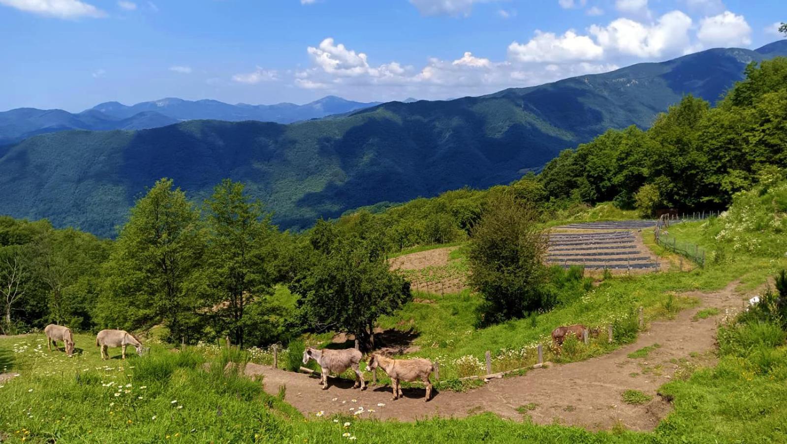 Terra Del Bosco Agriturismo Sesta Godano Exterior foto